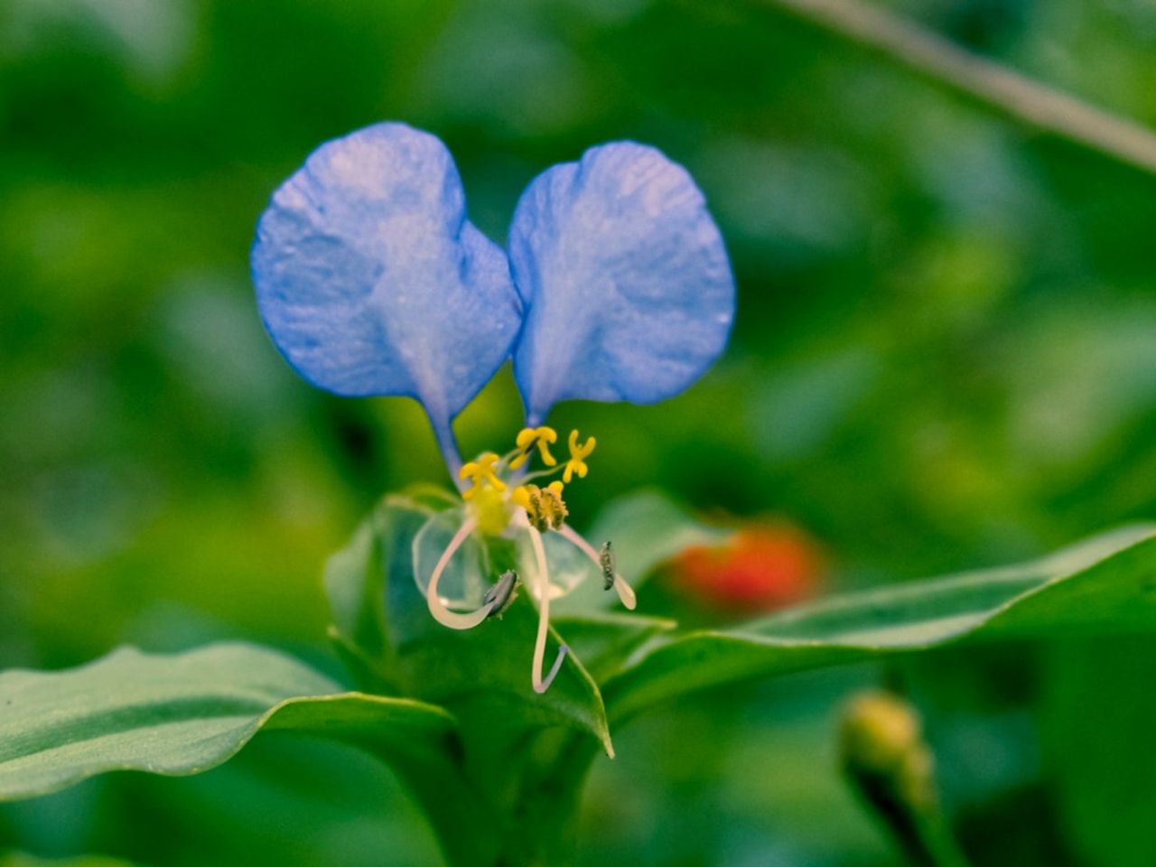 Purple Tropical Spiderwort Plants