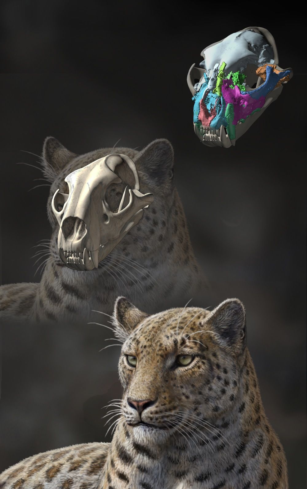 big cat illustration