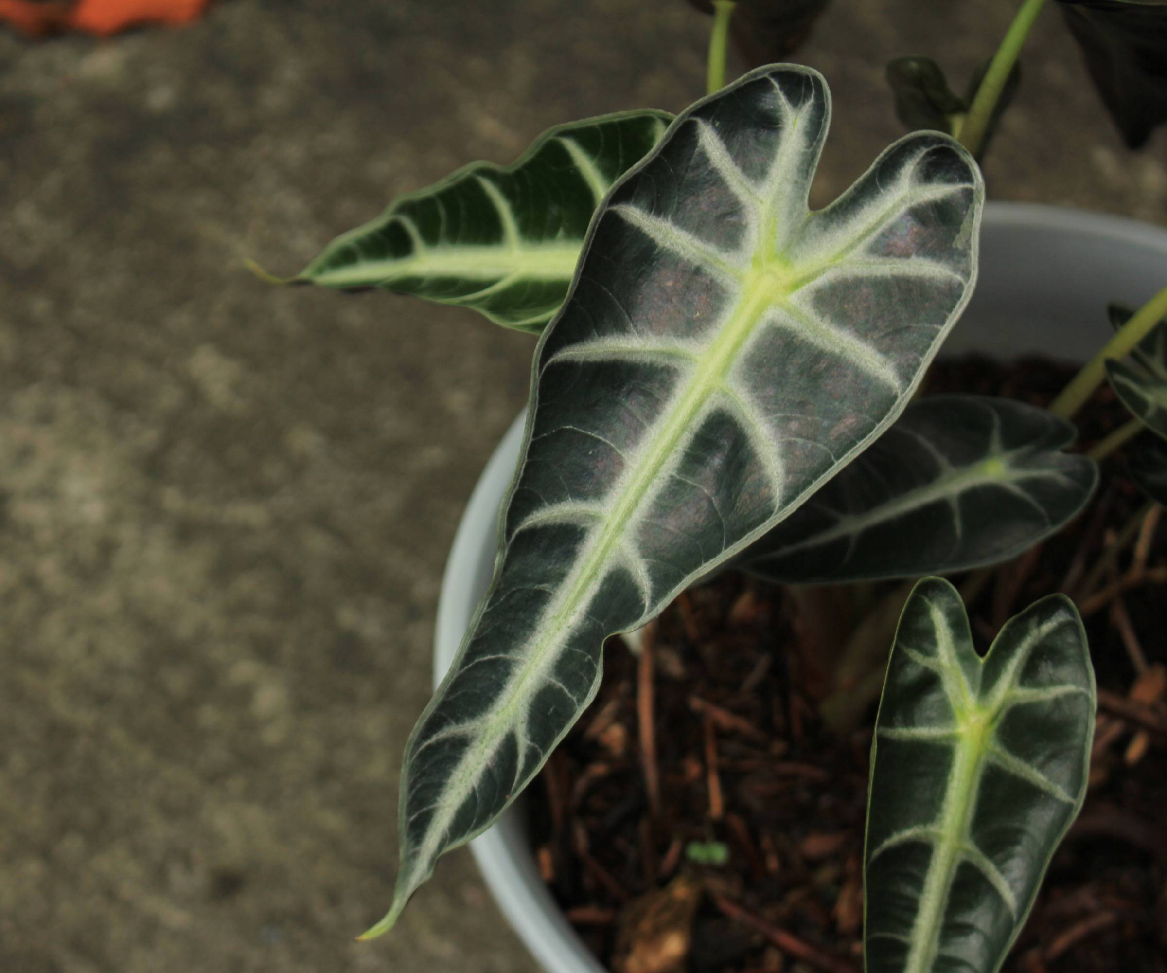 Dark, pointed alocasia leaves