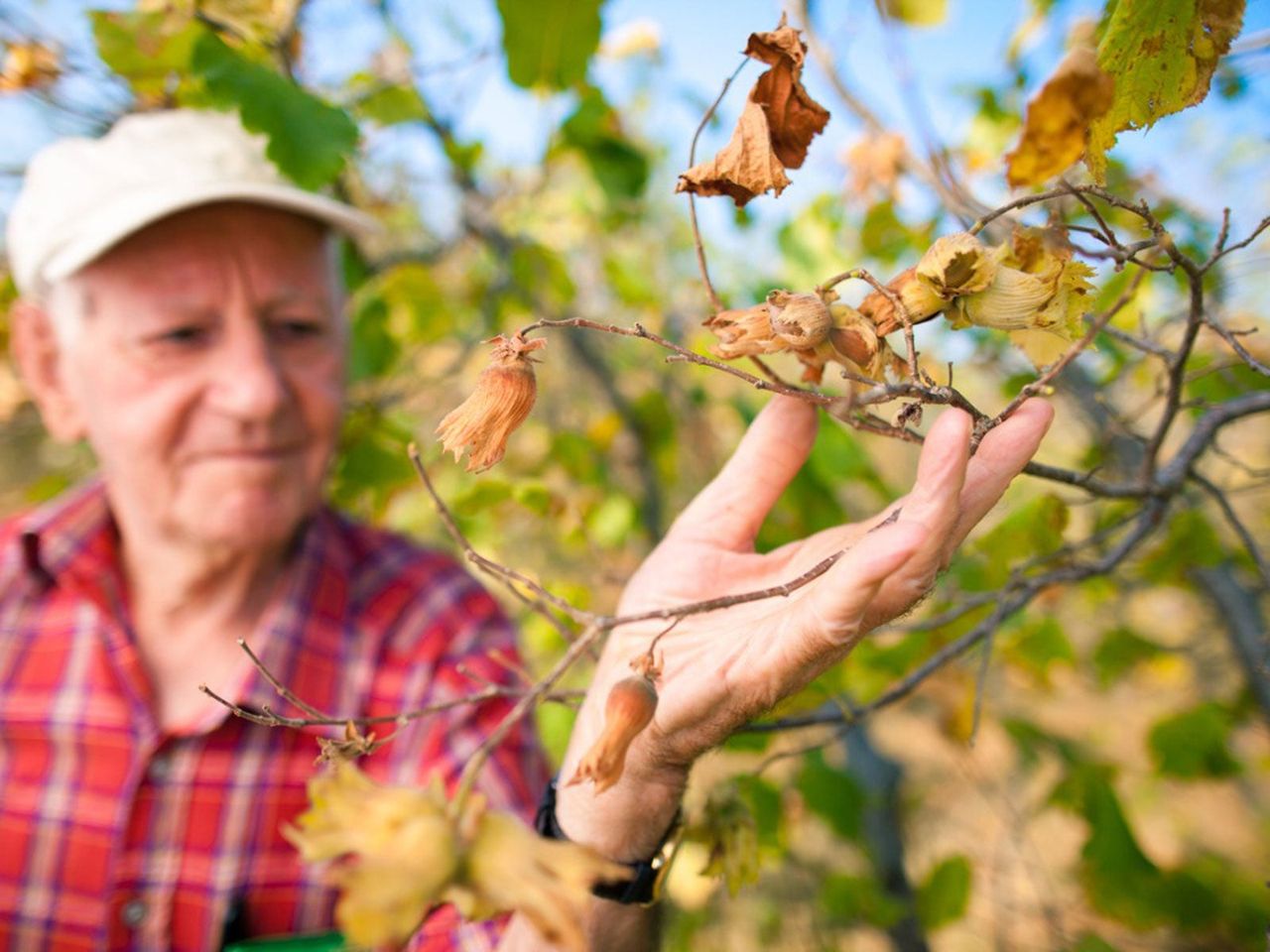 Man Touching Dried Trees