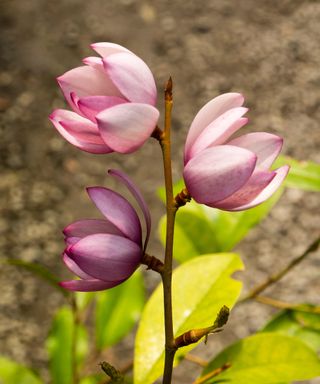 close up of pink magnolia 'Fairy Blush'