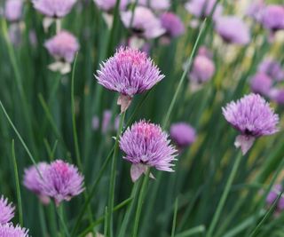 Chives in bloom with purple flowers