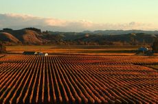 gimblett gravels wine