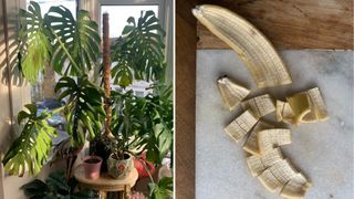 Collage of a thriving Monstera plant and a banana skin to support feeding plants banana peel water