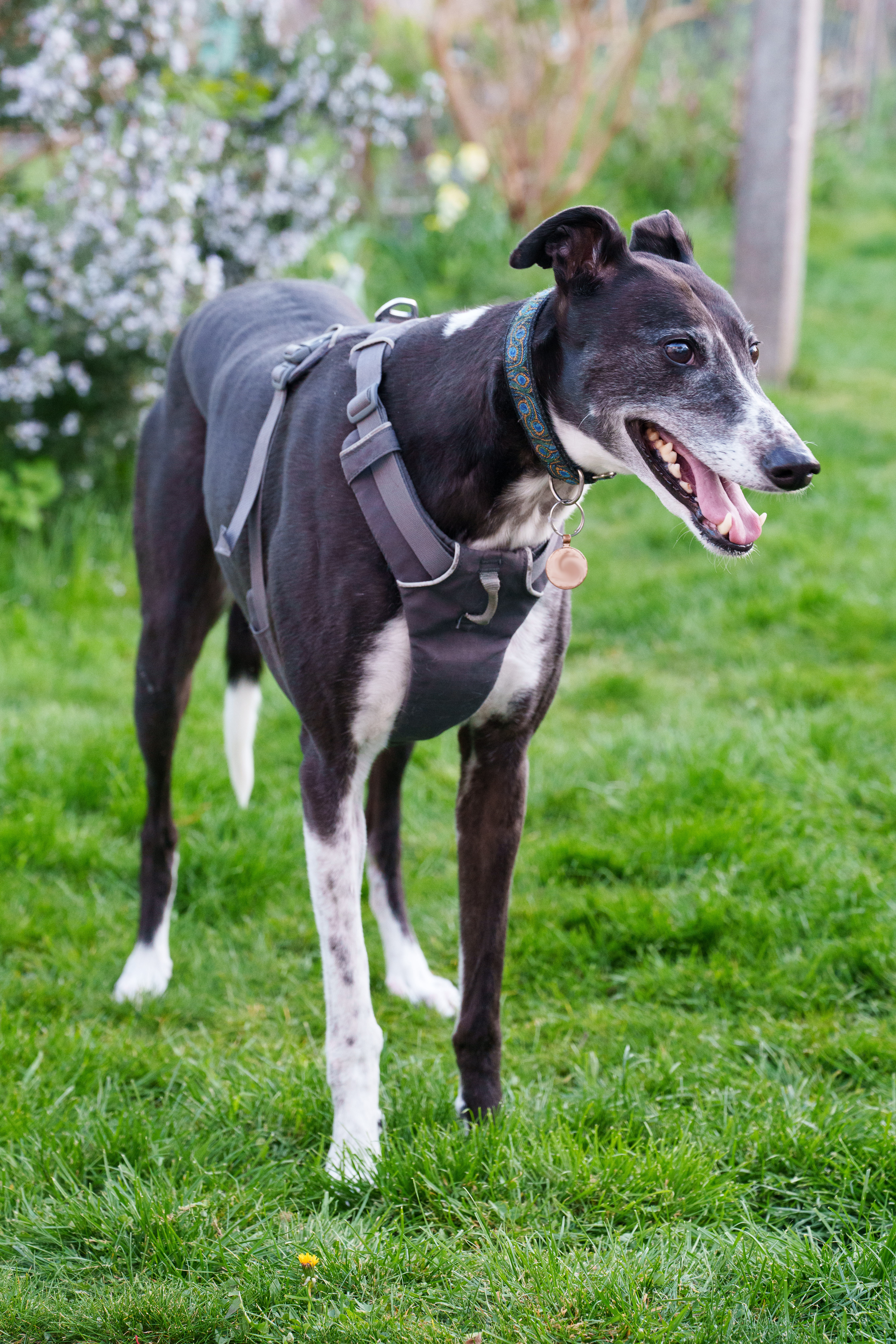 A greyhound standing on grass