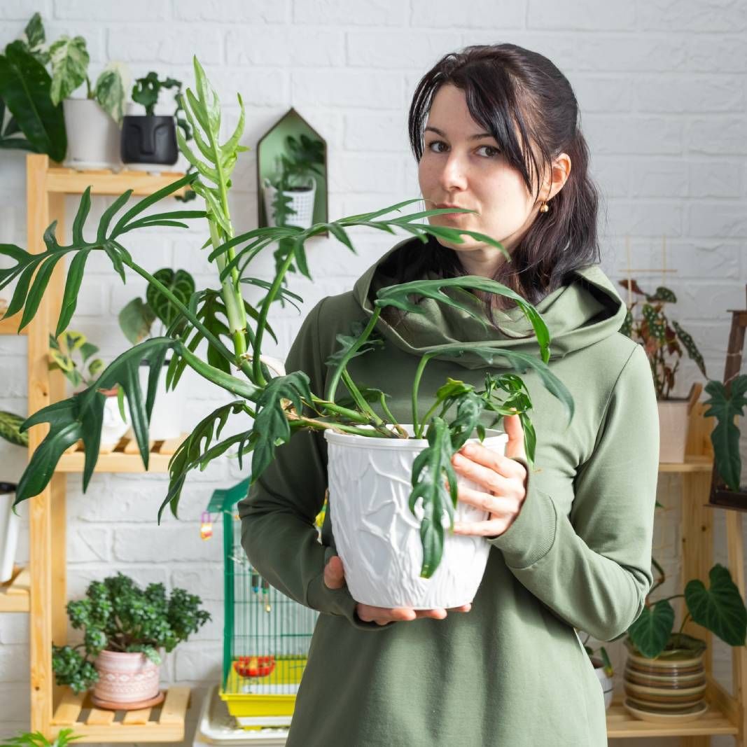 A woman holding a potted monstera plant stares into the camera