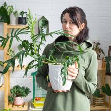 A woman holding a potted monstera plant stares into the camera