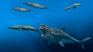 An artists depiction of a megalodon attacking a cetacean.
