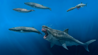 An artist's interpretation of a megalodon hunting an ancient orca-like cetacean.