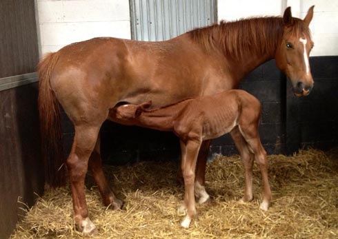 Weidyfleur, full sister to Valegro and her foal Integro (aka Mango)