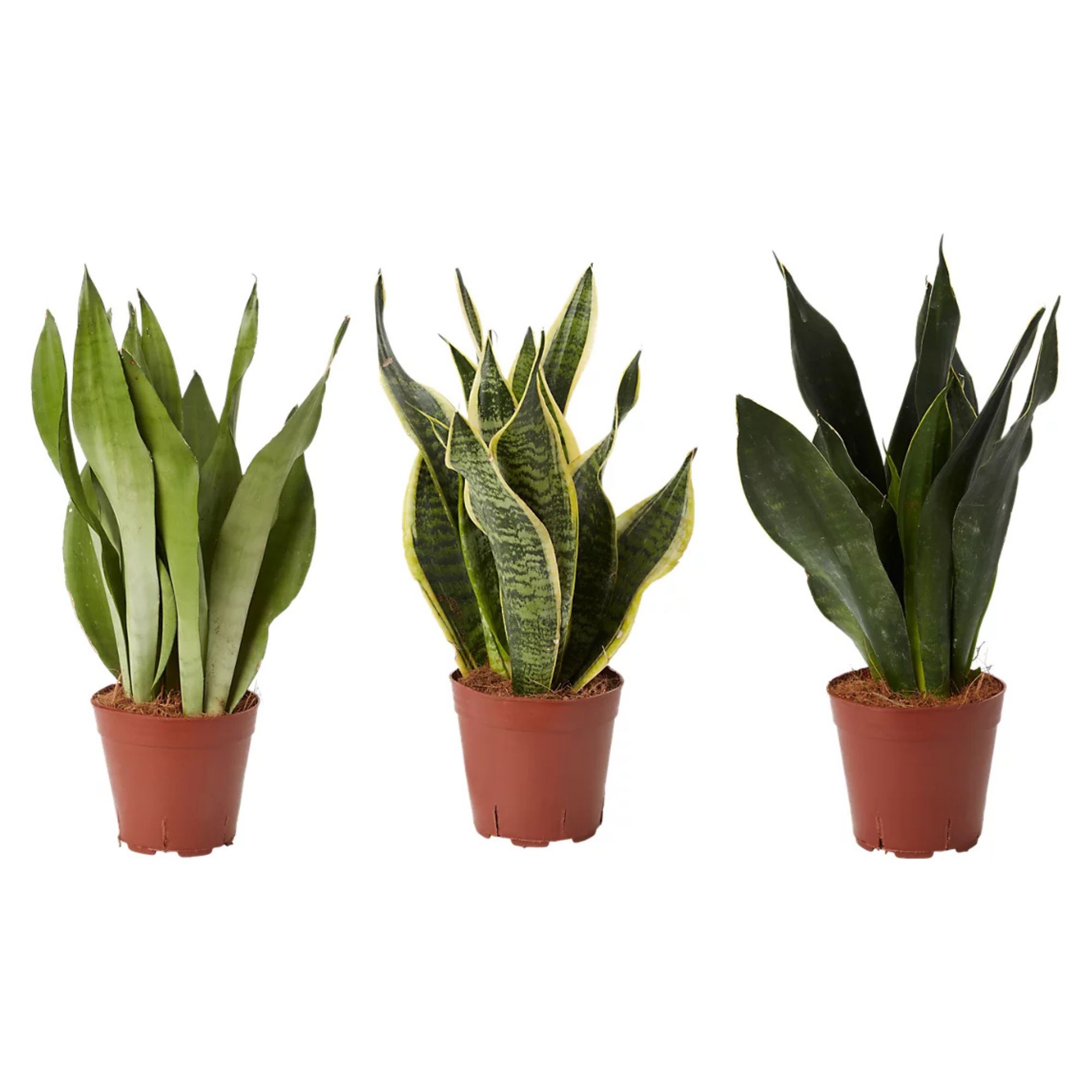 Verve Assorted Snake Plant in Terracotta Plastic Grow pot