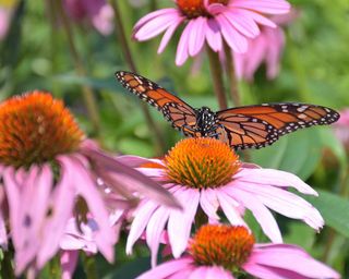 Monarch butterfly spreads its wings on coneflower