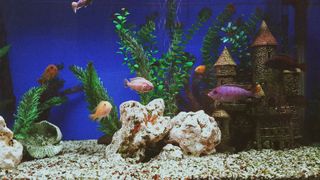 Colored fish swimming in tank with castle 
