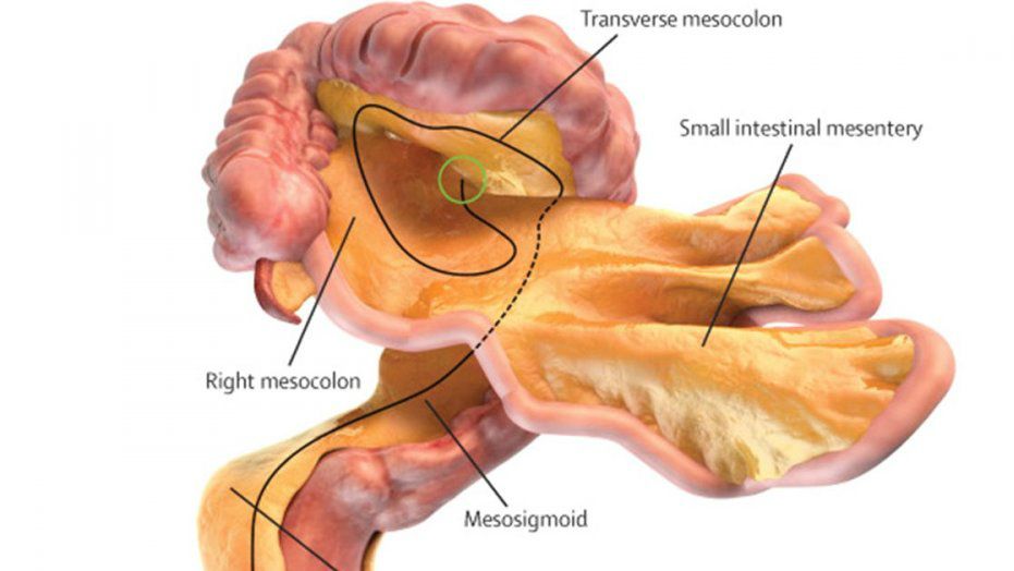 mesentery