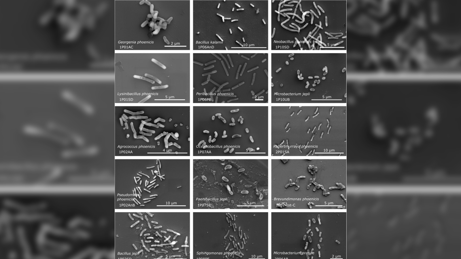 Electron microscopy of several of the newly discovered microbes