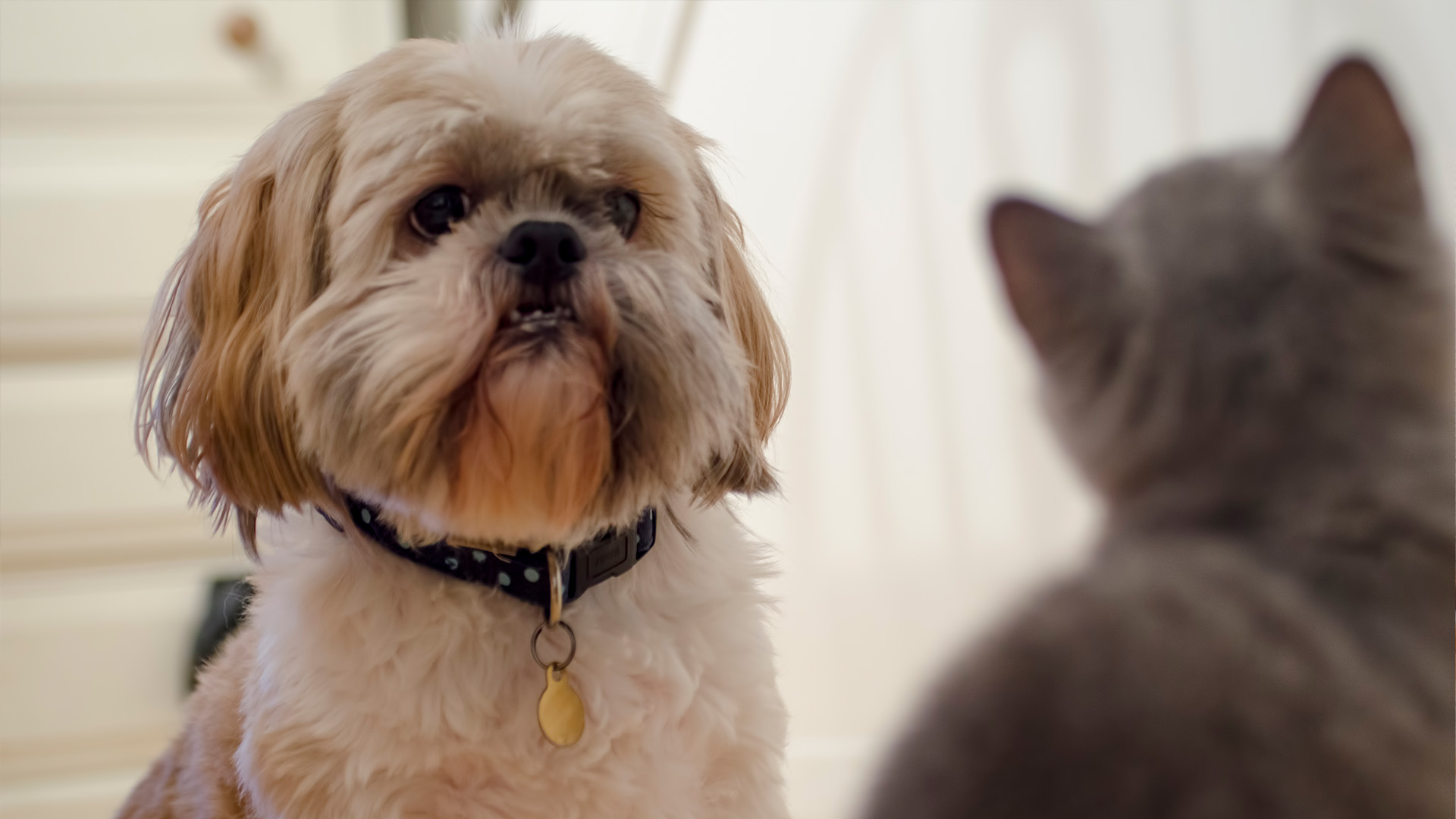 Shih tzu with cat in foreground
