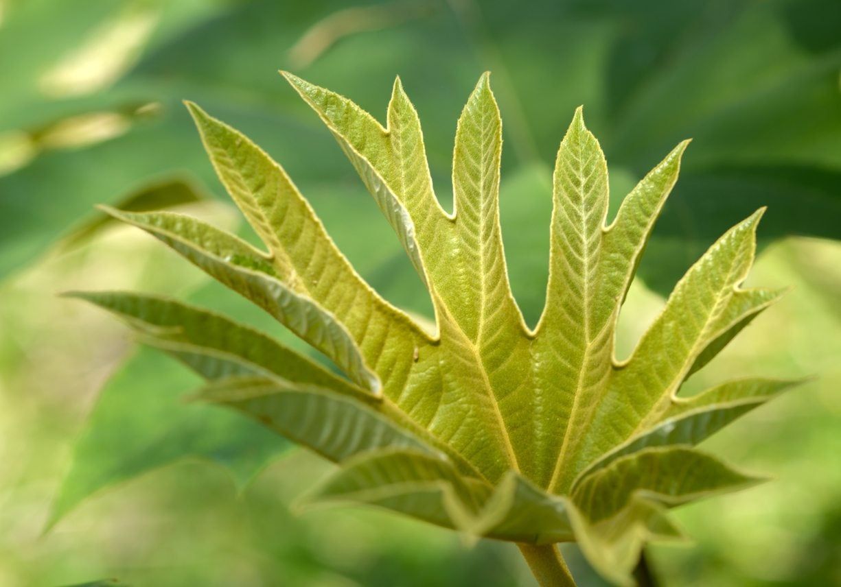 rice paper plant