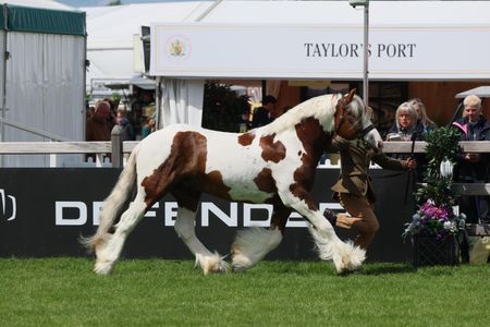 Greateaves Jethro is 2026 Royal Windsor coloured in-hand champion