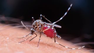 Female mosquitoes seek blood to nourish their developing eggs.