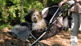 Dog in stroller