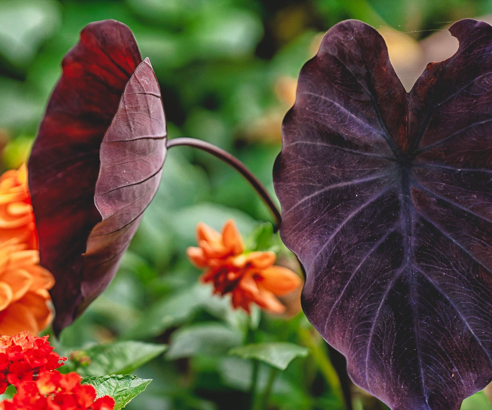 elephant ear plant with purple leaves against orange floral background