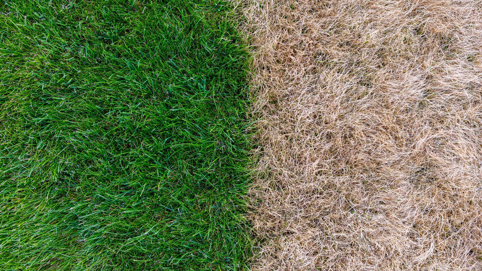 9 tips to revive dead grass and make your lawn green again Tom's Guide