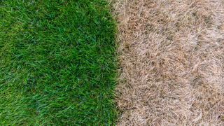 Dry grass next to green grass