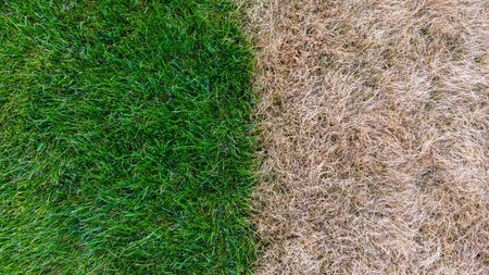 Dry grass next to green grass