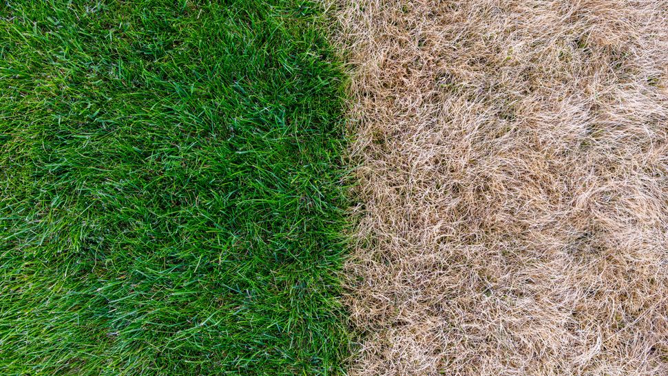 9 tips to revive dead grass and make your lawn green again Tom's Guide