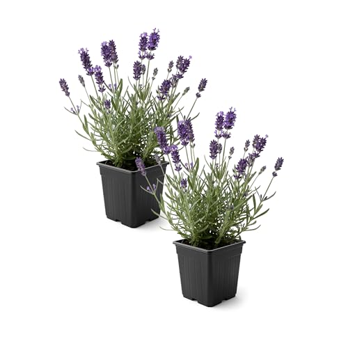 Live Lavender 2-Pack &amp;ndash; Purple &amp;ndash; Fragrant Sun Perennial Herb, Pollinator Friendly, 10&amp;rdquo; Tall, 1 Pt Pot