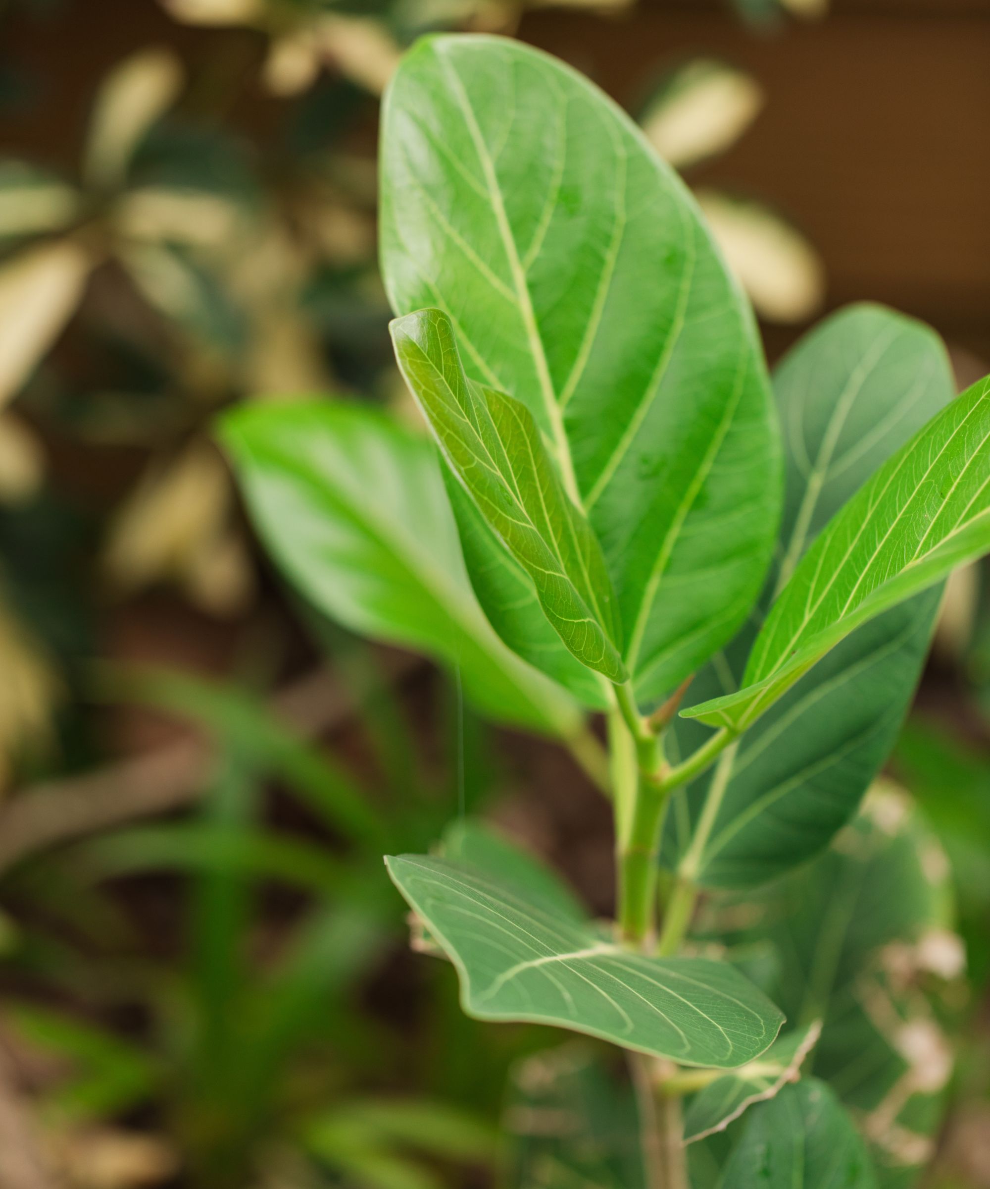 Closeup of ficus audrey leaves