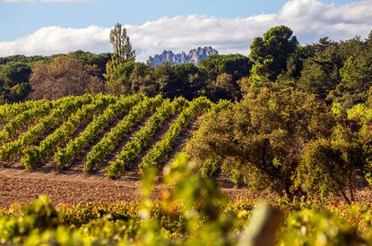 Rioja vineyards