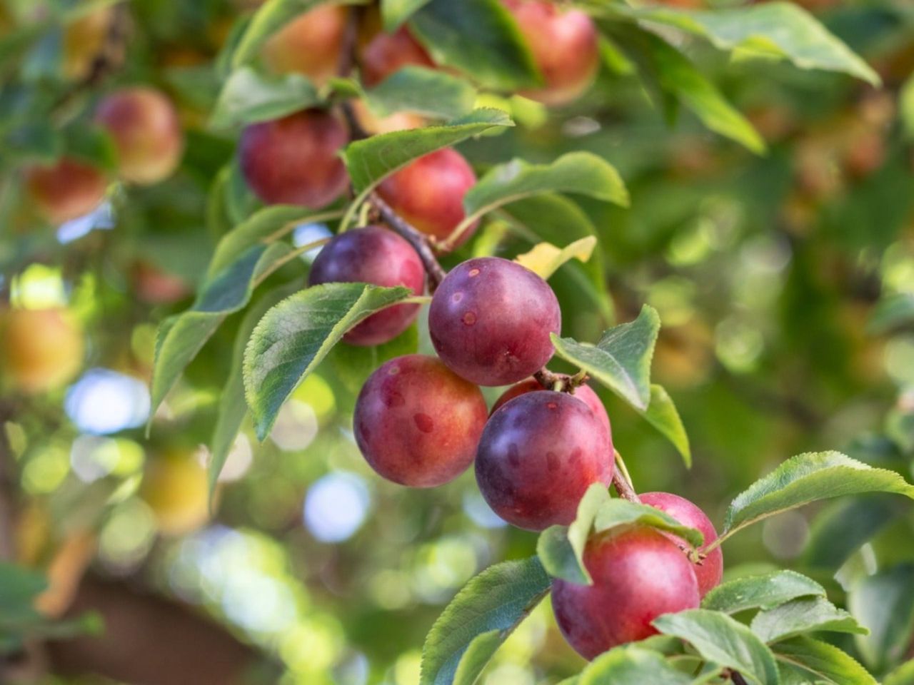 Plums growing on a tree