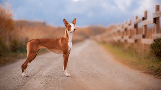 Ibizan Hound