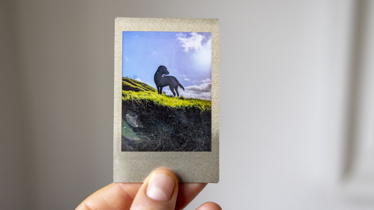 An Instax Mini featuring black dog against a blue sky