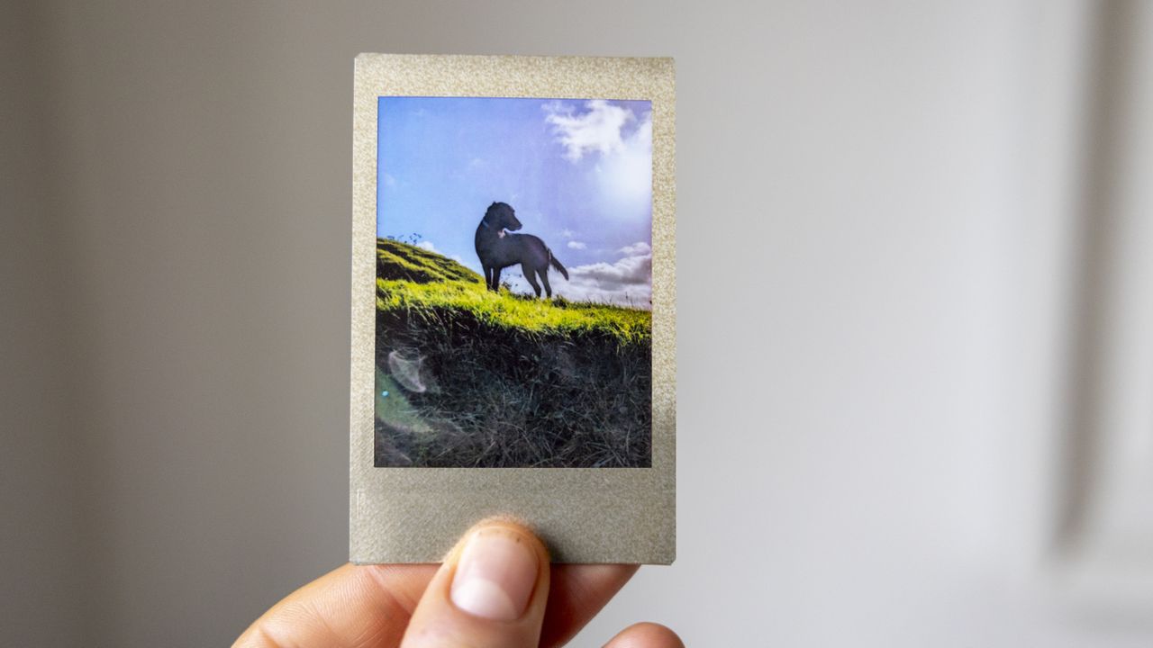 An Instax Mini featuring black dog against a blue sky