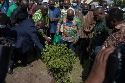 Planting trees in Ghana.