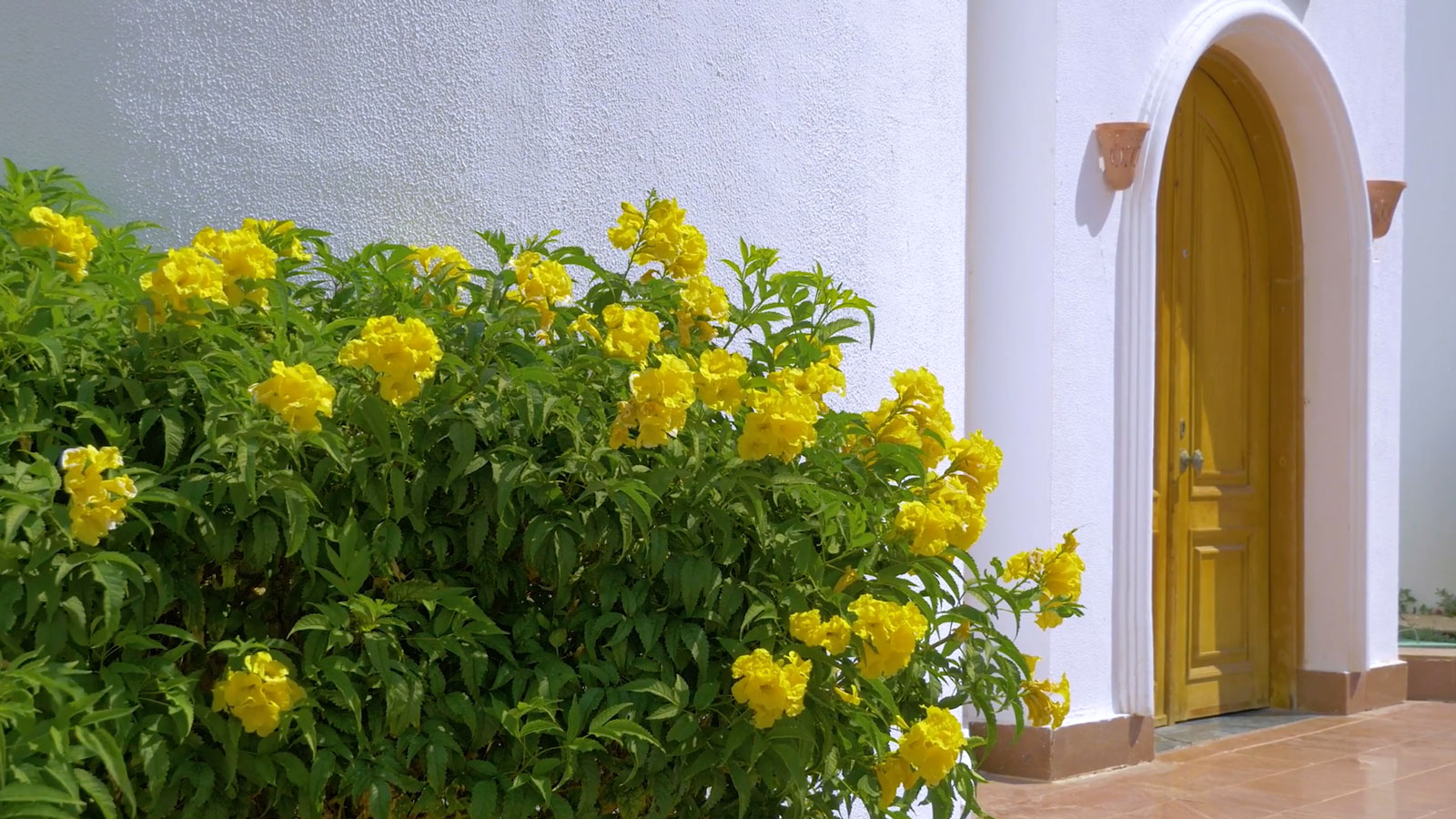 yellow bells flowering shrub growing against a white wall, by the front door of a house