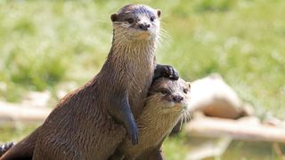 A pair of asian river otters (Aonyx cinereus) unrelated to the North American river otter group attacking people and dogs in Alaska.