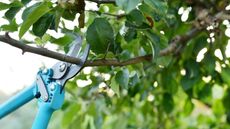 Blue pruning shears trimming a tree branch