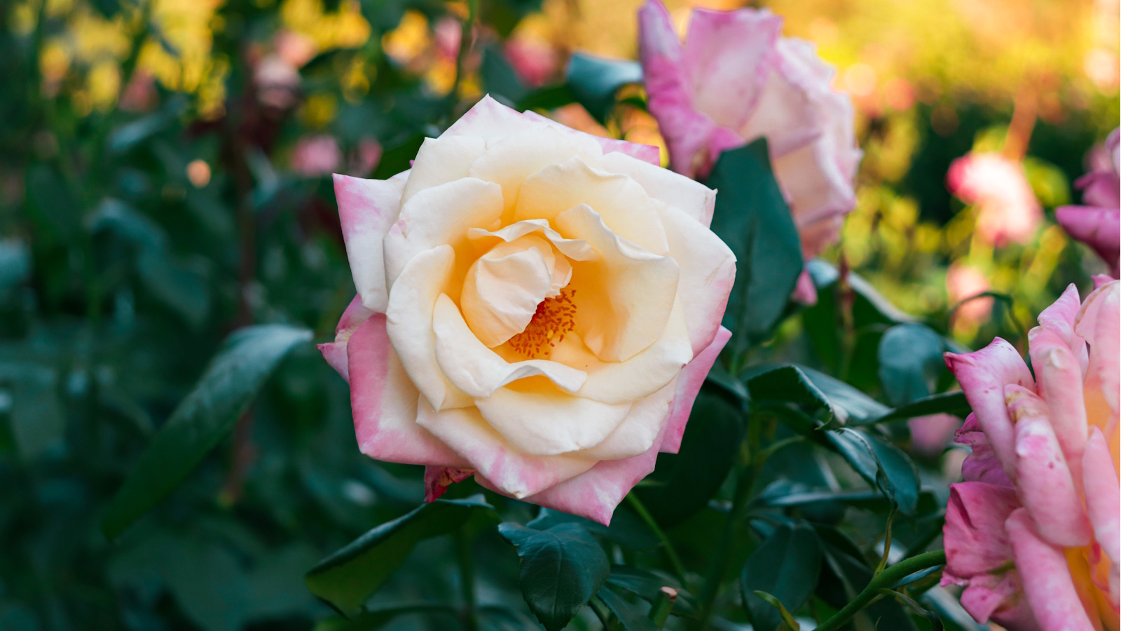 'Peace' rose in bloom on a sunny day