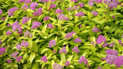 Spiraea are easy to grow and often have pretty pink flowers and bright green leaves