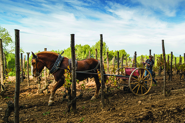 Pepe-sows-cover-crops-in-one-of-the-vineyards-using-a-horse-drawn-seeder.-Credit-Raventos-i-Blanc.jpg