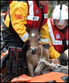 foal1.jpg