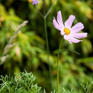 Pink cosmo flower