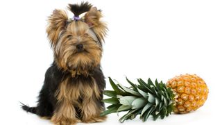Terrier next to pineapple