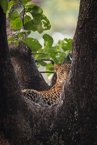 An Indian leopard, by Daryl and Sharna Balfour