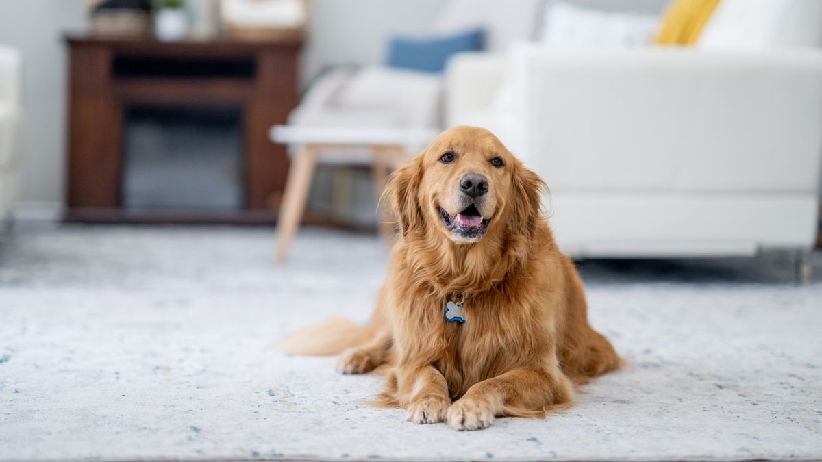 Golden retriever lying on the floor of living room