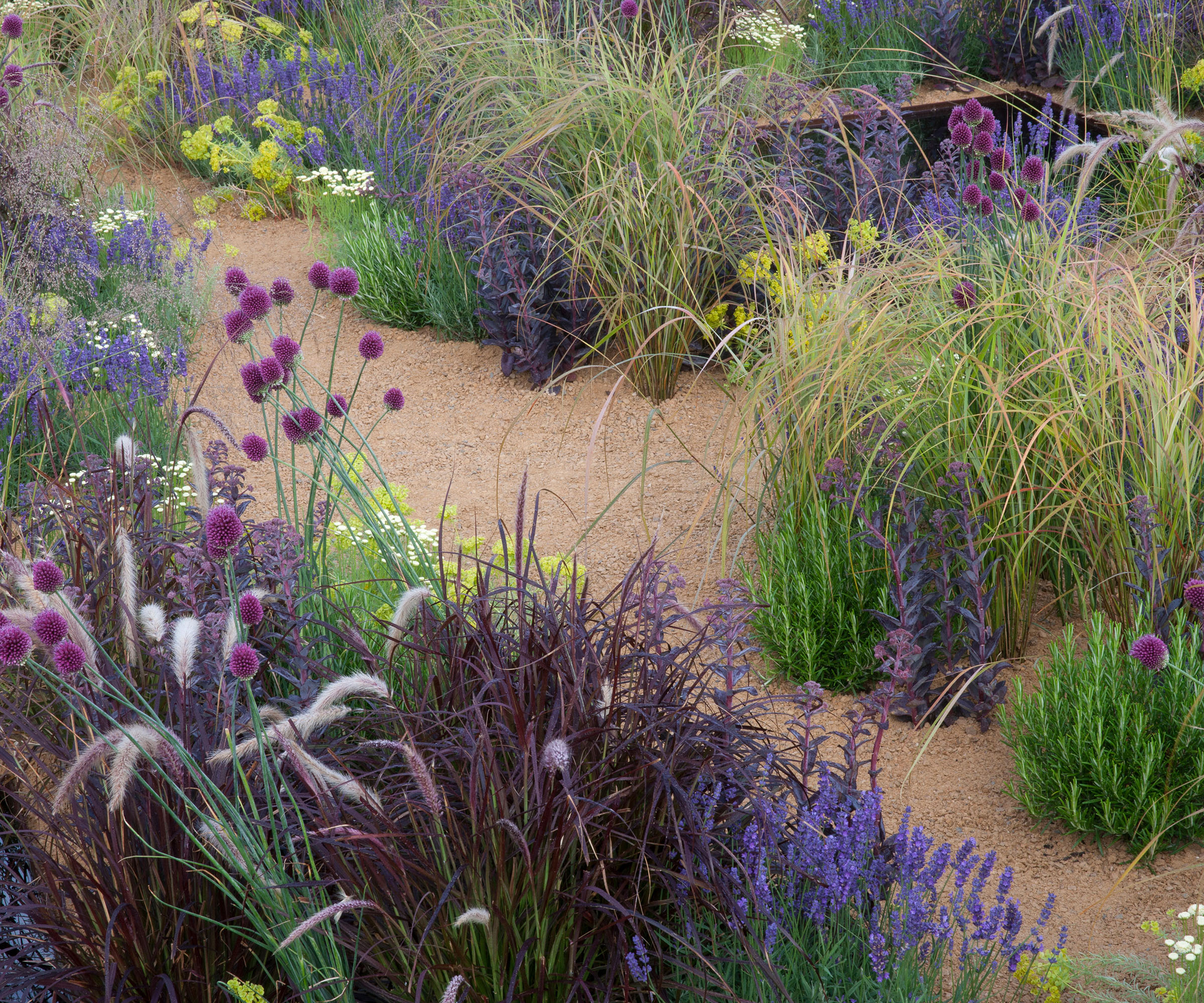 English modern gravel garden with planting of ornamental grass grasses alliums lavender plants growing flower beds garden border