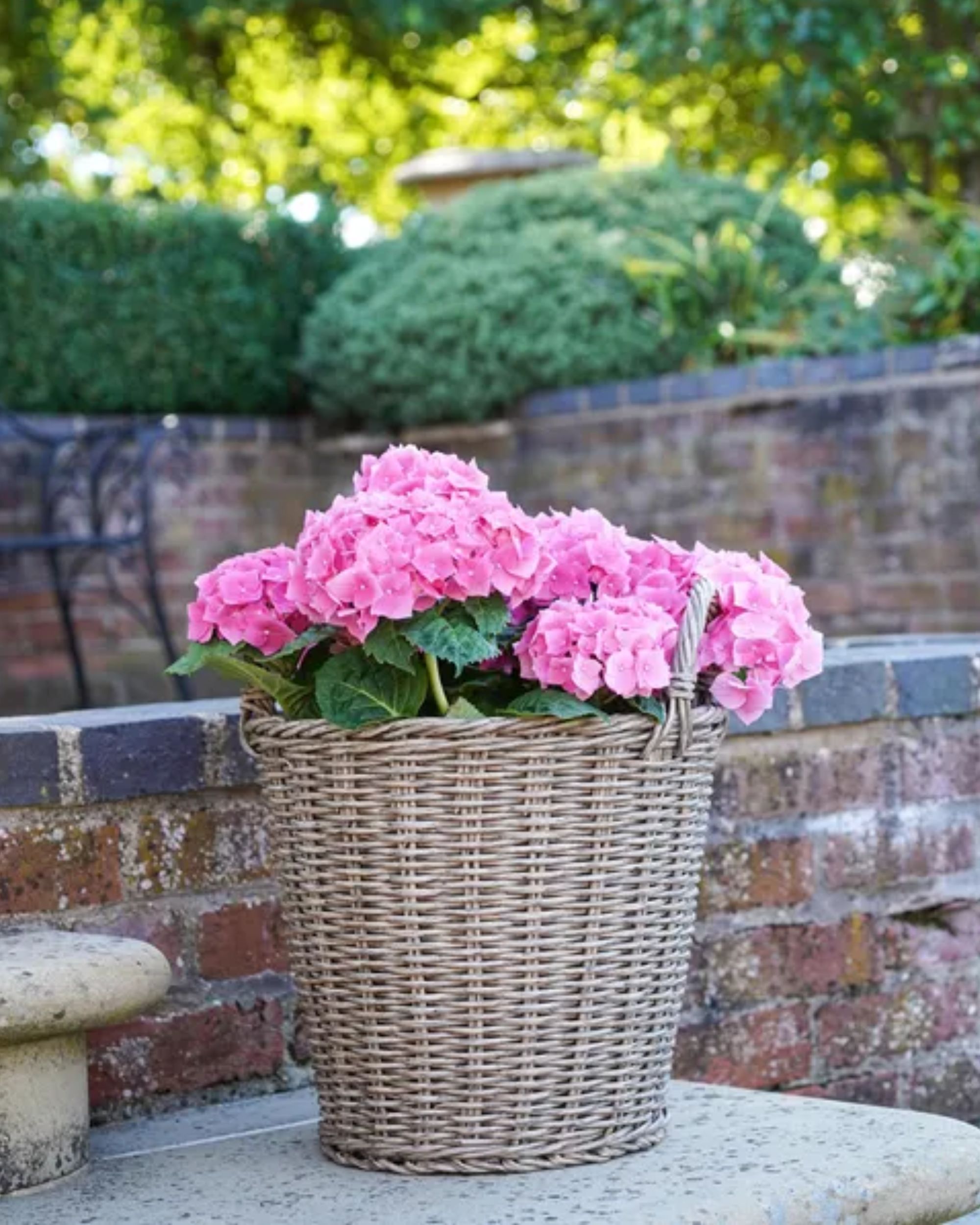 A woven plant pot outside with bright pink flowers.